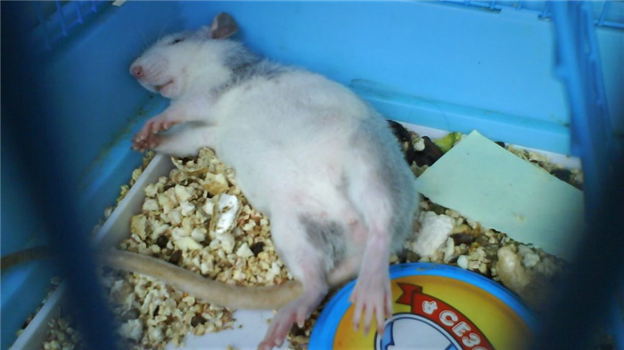 Крыса после родов