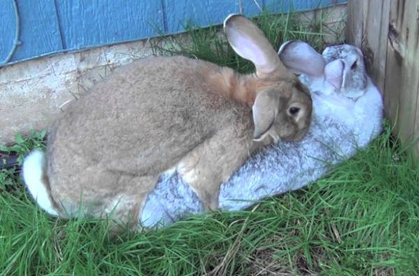 Спаривание домашних кроликов