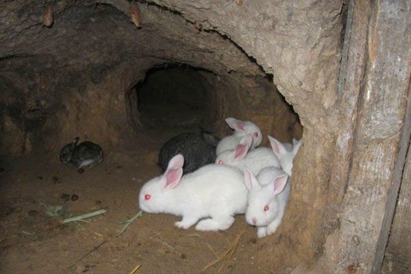 Кролики в норе