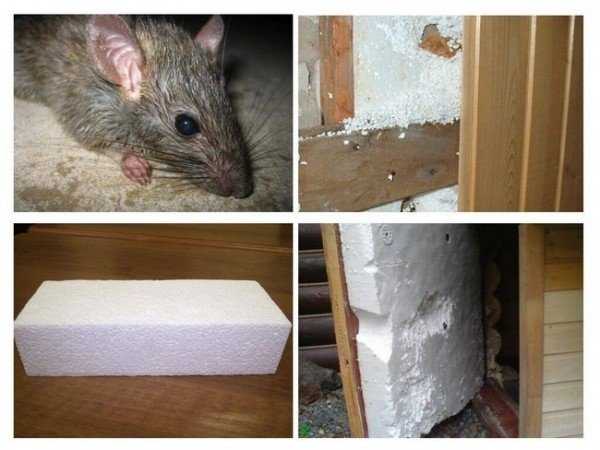 Крысам по зубам даже бетон
