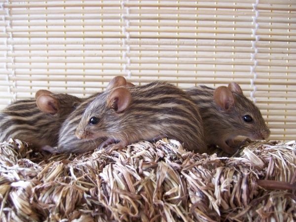 Полосатые мыши (Lemniscomys barbarus)