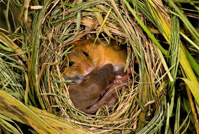 Мышь-малютка с детенышами в гнезде