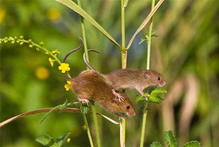 Мышь-малютка с подросшим мышонком обследует траву в поисках корма