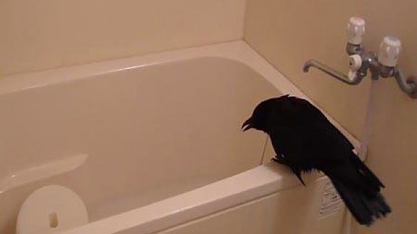 Как приручить ворона
