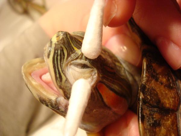Обработка глаз черепахи при болезни