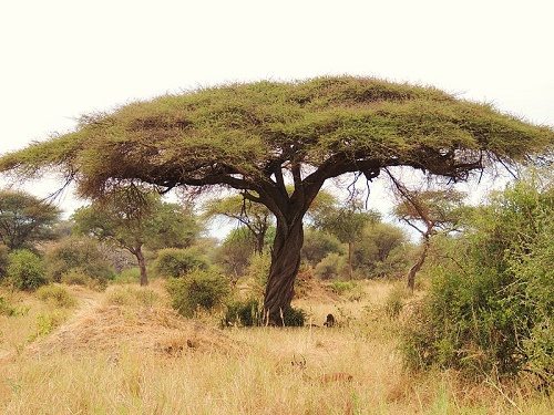 Характеристика, животный и растительный мир саванны Африки 18