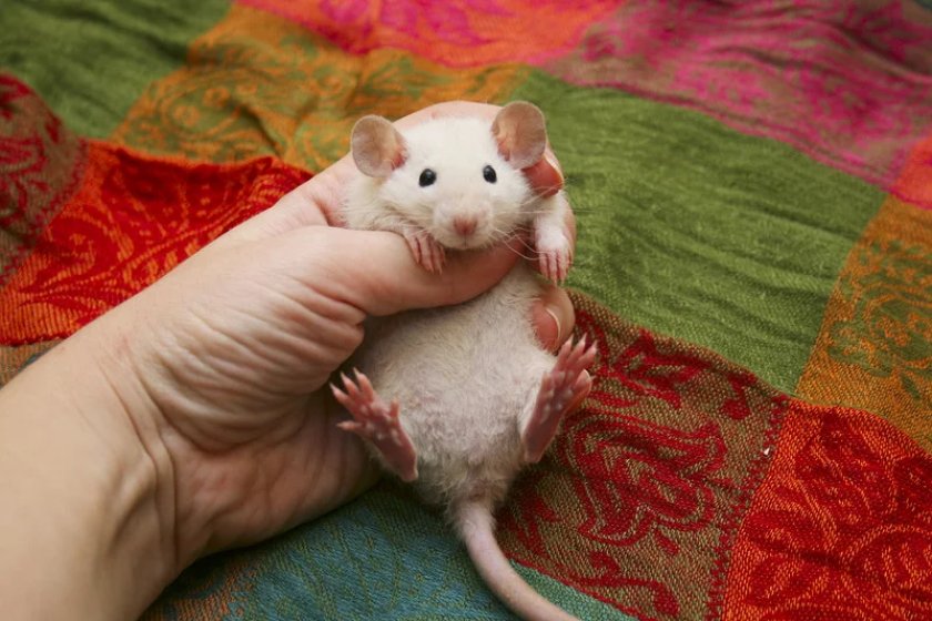 Приручение крысы к рукам