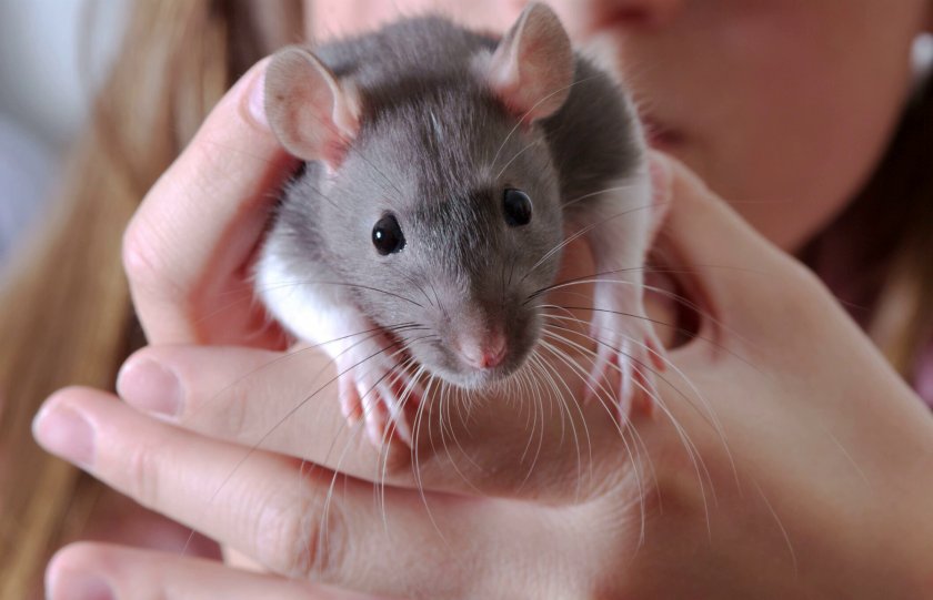 Приручение крысы к рукам