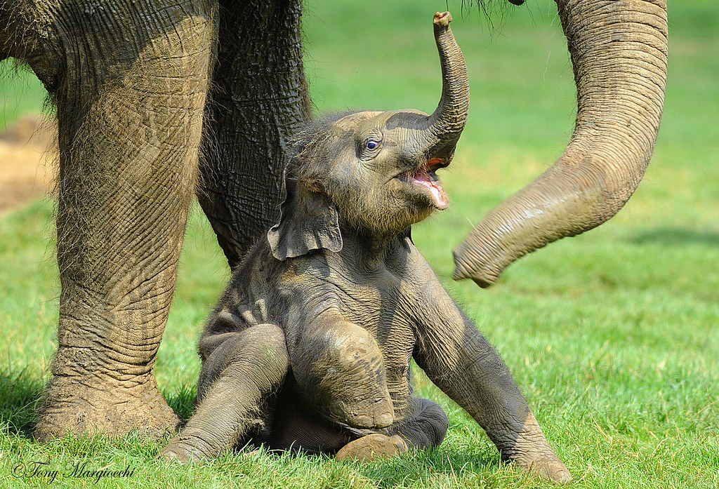Сколько длится беременность у слона?
