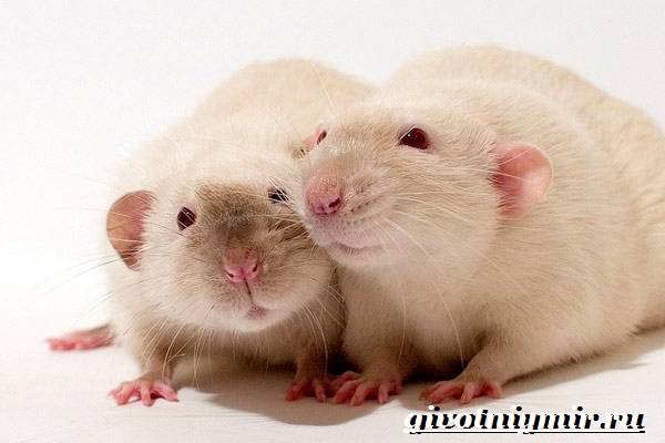 Дамбо-крыса-Образ-жизни-и-среда-обитания-крысы-дамбо-3