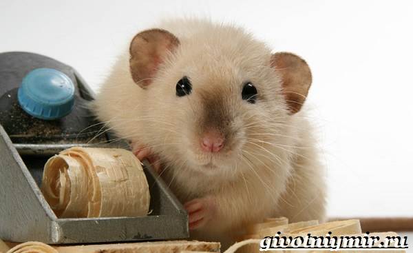 Дамбо-крыса-Образ-жизни-и-среда-обитания-крысы-дамбо-5