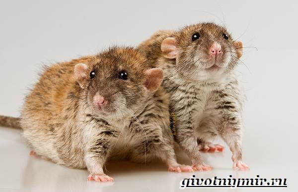 Дамбо-крыса-Образ-жизни-и-среда-обитания-крысы-дамбо-6
