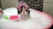 Как приучить кошку купаться в ванной