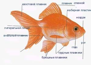 строение тела золотой рыбки