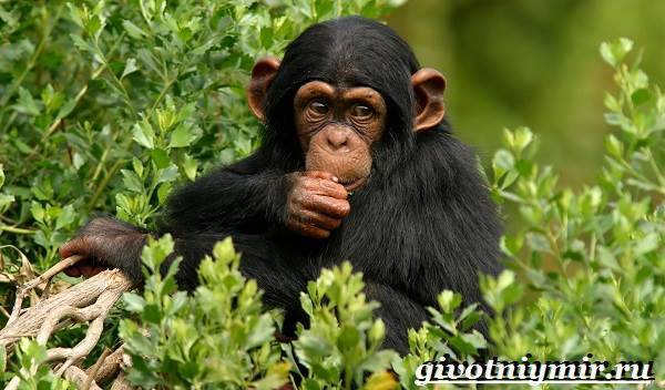 Шимпанзе-обезьяна-Образ-жизни-и-среда-обитания-шимпанзе-1