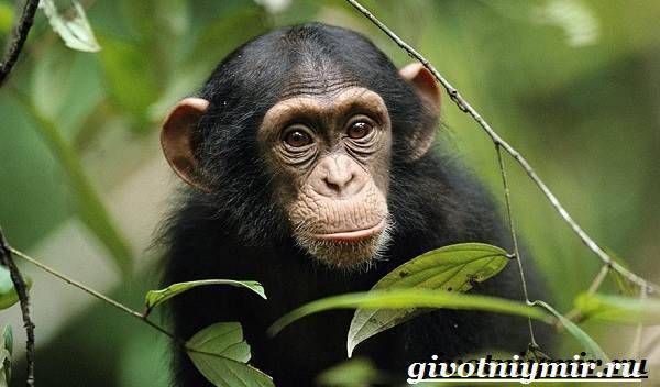 Шимпанзе-обезьяна-Образ-жизни-и-среда-обитания-шимпанзе-2