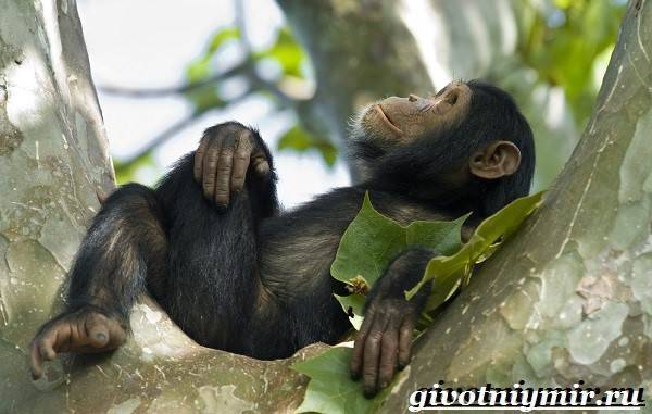 Шимпанзе-обезьяна-Образ-жизни-и-среда-обитания-шимпанзе-3