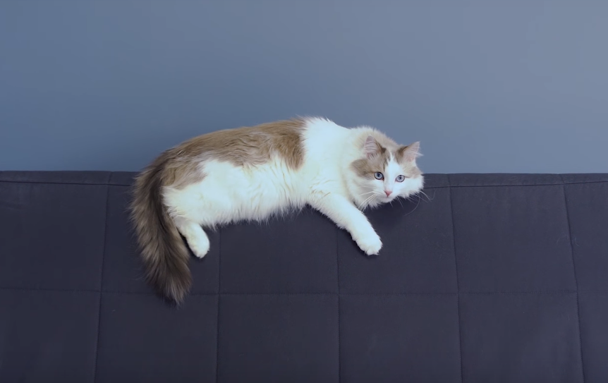 кошка на спинке дивана