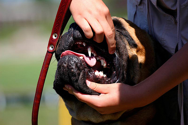 Как определить возраст собаки по зубам