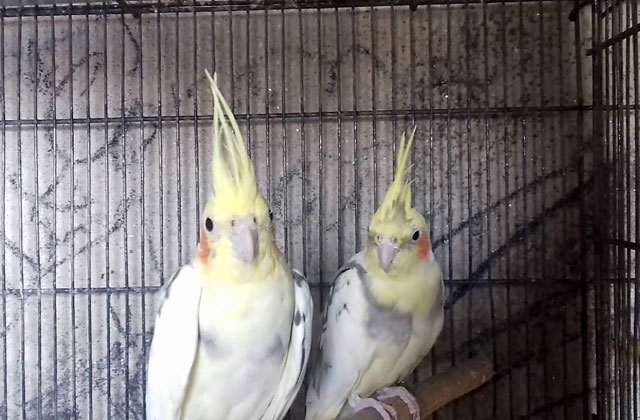 Две дружные птички в клетке