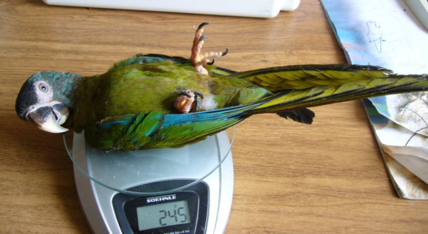 Сколько весит попугай ара
