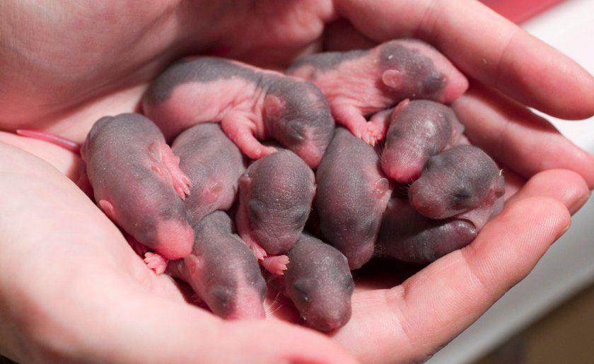 Новородженые крысята