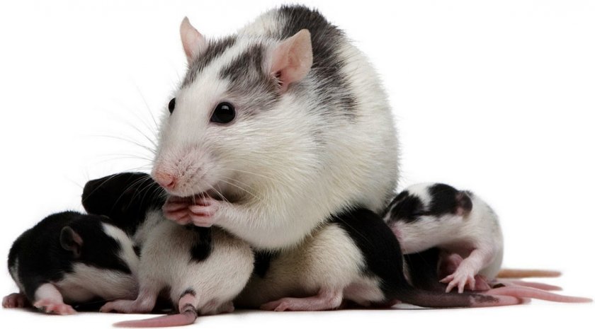 Крыса с детёнышами