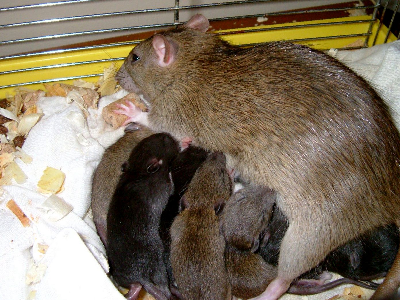 Чем кормить крысу после родов