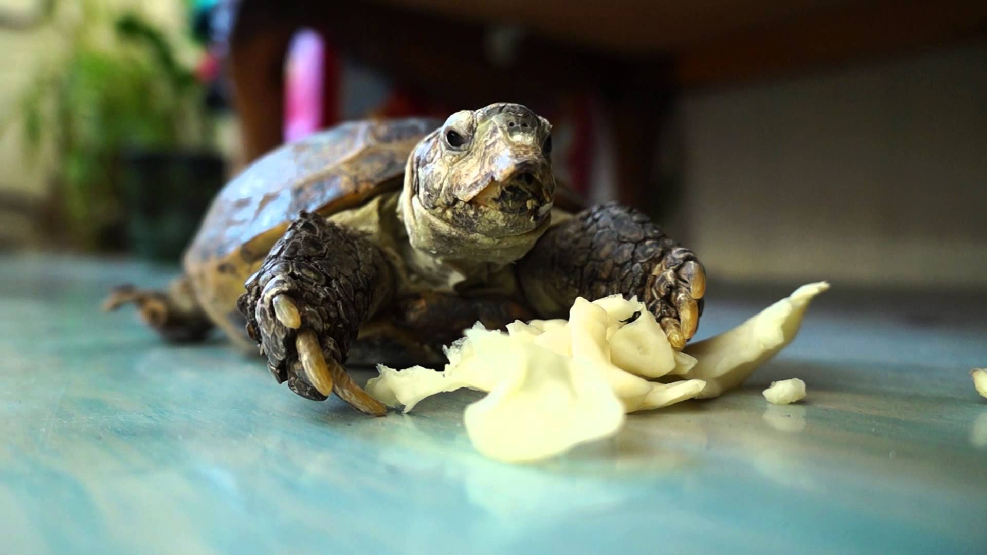 Черепаха ест капусту