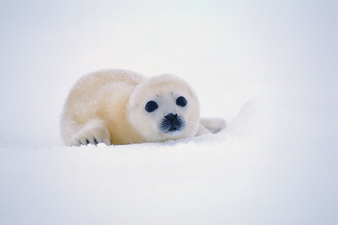  детёныш гренландского тюленя белёк фото 