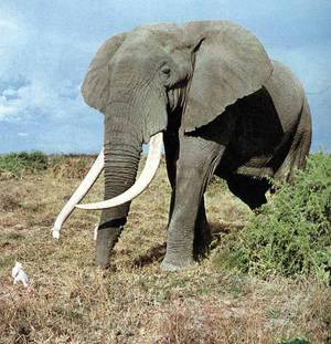 Сколько живут слоны