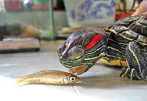 Черепаха красноухая ест рыбу