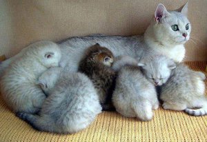 Кошка с своими котятами