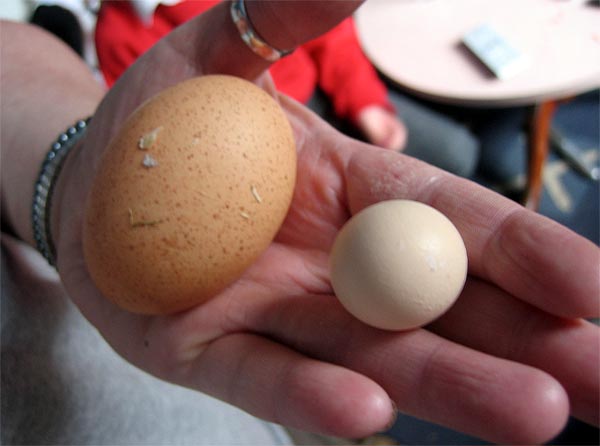 Сравнение яиц по размеру