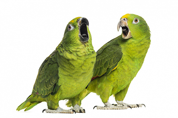 Почему попугай кричит?