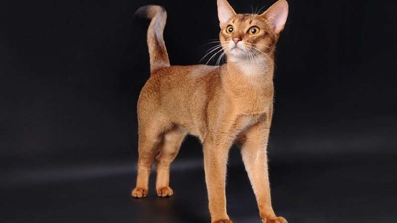 абиссинская кошка описание породы и характера