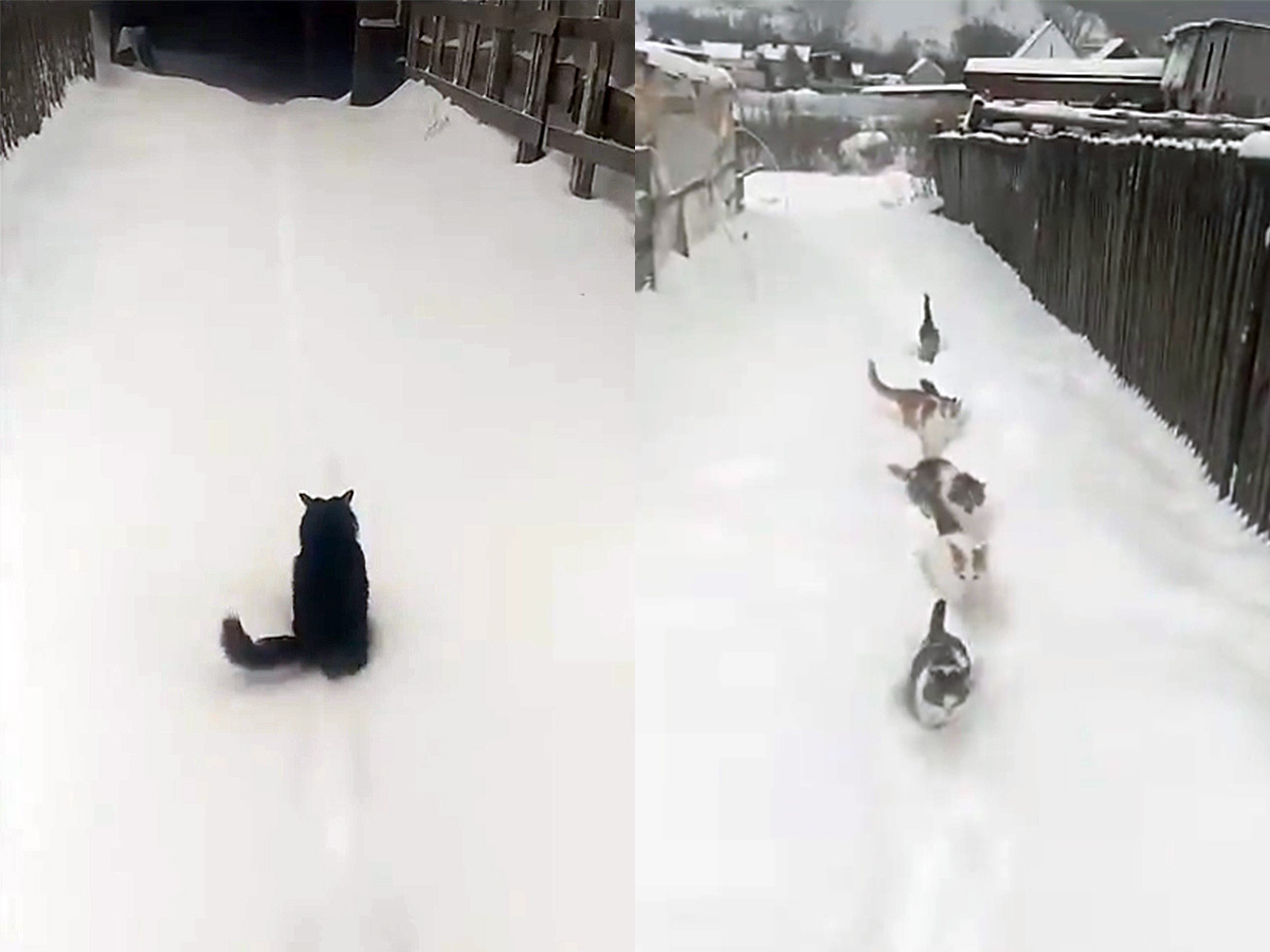Пробираться по сугробам. Кот пробирается через сугробы. Кошка пробирается по снегу. Котик пробирается сквозь снег.