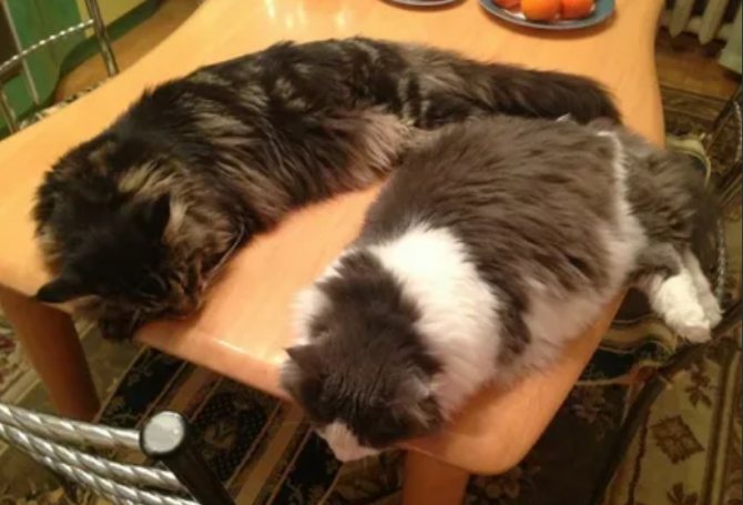 Отучить кошку спать на столе