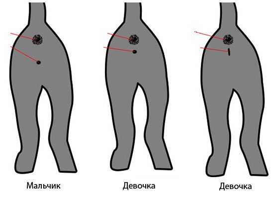 Как определить пол котенка 1 день фото