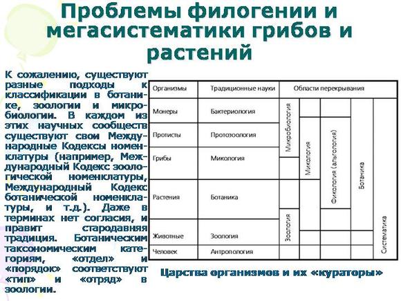 Филогенетическая схема грибов