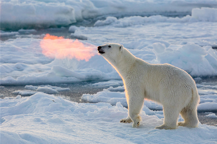 Места обитания белого медведя в Арктике