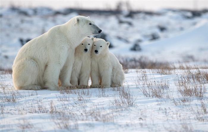 Места обитания белого медведя в Арктике