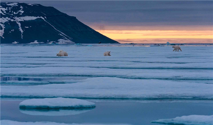 Белый медведь обитает в Арктике