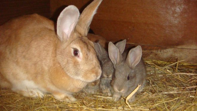 Беременность крольчих