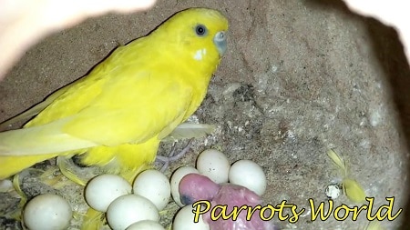 Самка волнистого попугая рядом с яйцами
