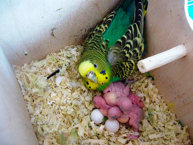 сколько высиживают яйца волнистые попугаи