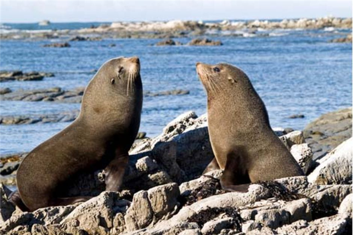 New-Zealand-fur-seals