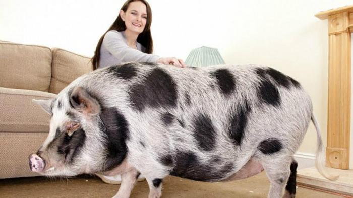 Миф относительно пищевого пристрастия свиней