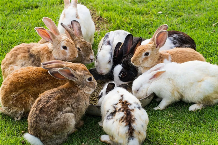 Много кроликов едят корм из миски