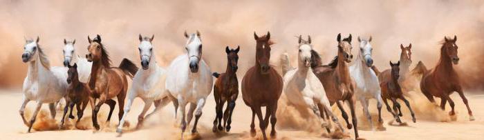 филогенетический ряд лошади относят к доказательствам эволюции 
